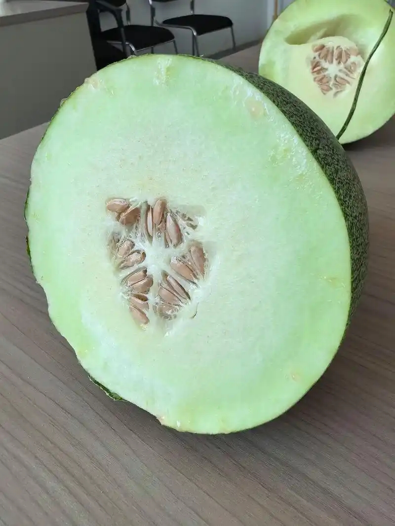 王波种植的酸奶甜瓜。受访者供图.webp