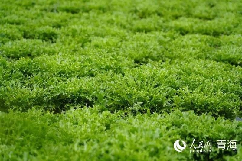 互助菜农种植的苦菊。人民网记者 杨启红摄.webp