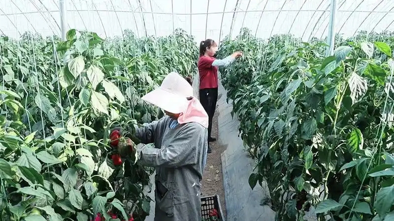 旬邑县现代设施农业蔬菜基地5.webp