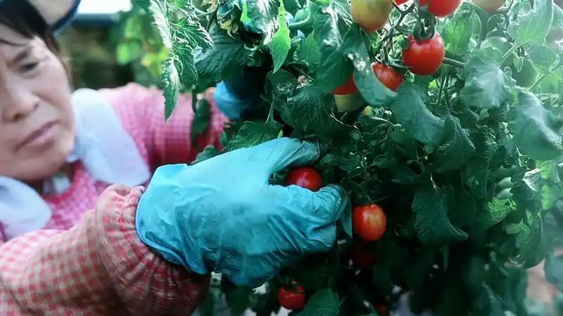 旬邑县现代设施农业蔬菜基地7.webp