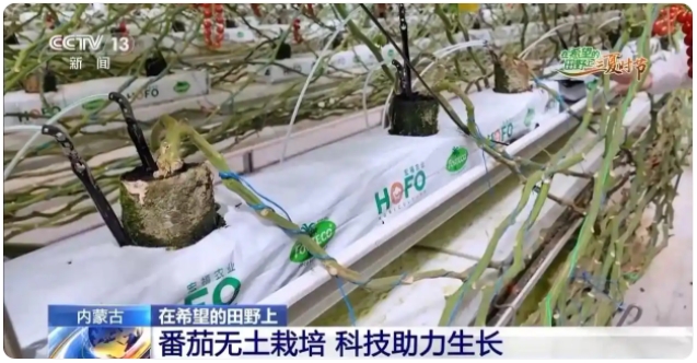 宏福乌兰察布园区