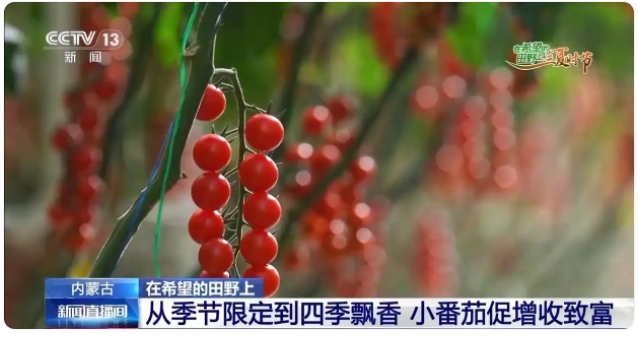 宏福乌兰察布园区2
