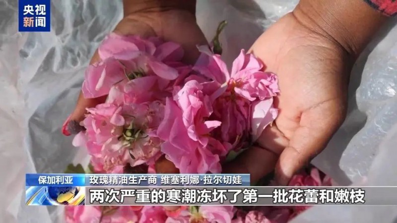 保加利亚玫瑰劫1