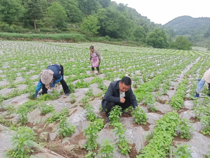 贵州省毕节市赫章县将辣椒产业作为农民增收抓手2