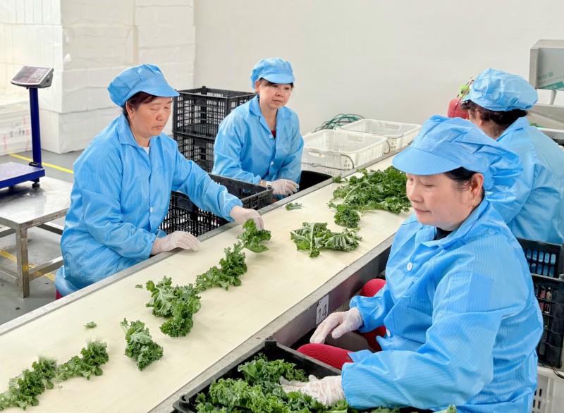 羽衣甘蓝如何走出零农残探索之路
