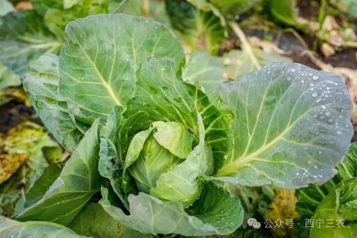 湟中冷凉蔬菜2