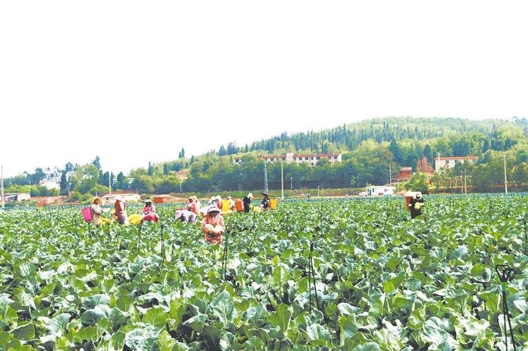 曲靖市马龙区蔬菜采收