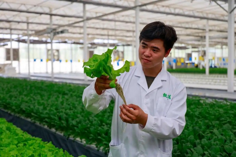 8月13日，在新疆阿克苏地区库车市甬库同心村智慧农业植物工厂，来自宁波的援疆技术人员在查看生菜根部生长情况.webp
