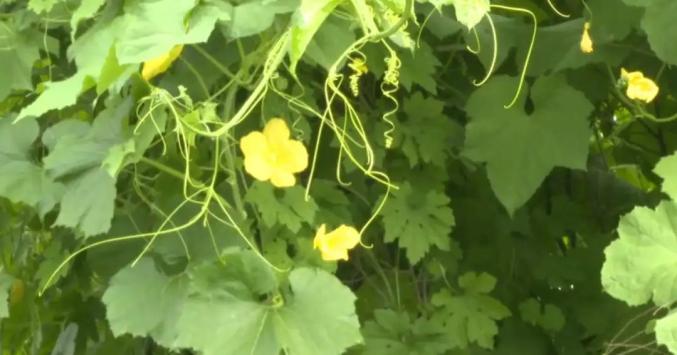 长白县马鹿沟镇大梨树村的蔬菜大棚2