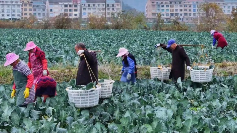 追着纬度种“花”1