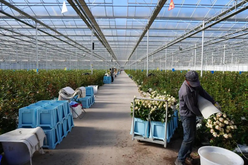 丽江现代花卉产业园