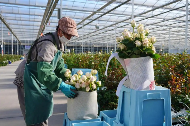 丽江现代花卉产业园2