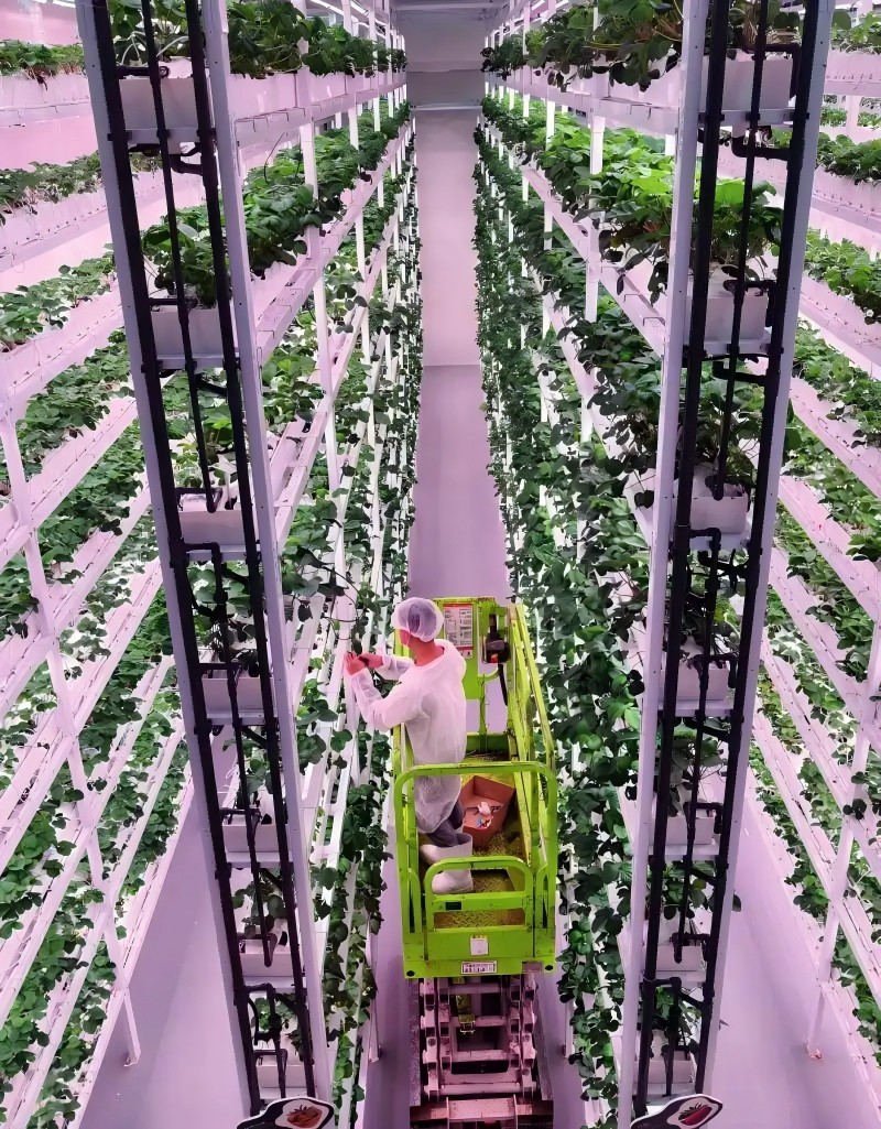 在中国农业科学院都市农业研究所&ldquo;超级植物工厂&rdquo;，工作人员正在对草莓进行管护（2025 年 8 月 19 日摄） 李力可摄.webp(1)