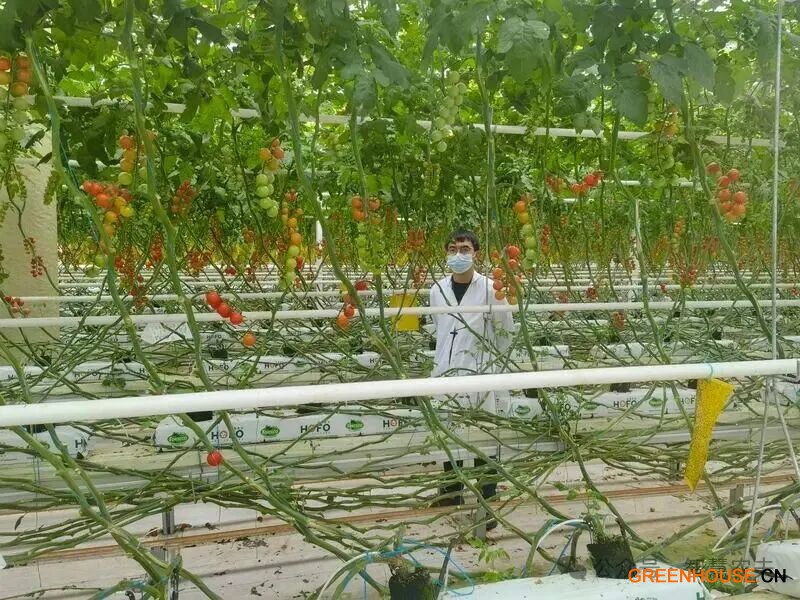 这座智能温室由北京宏福集团投资，建立了这座全国最大的单体智能温室2