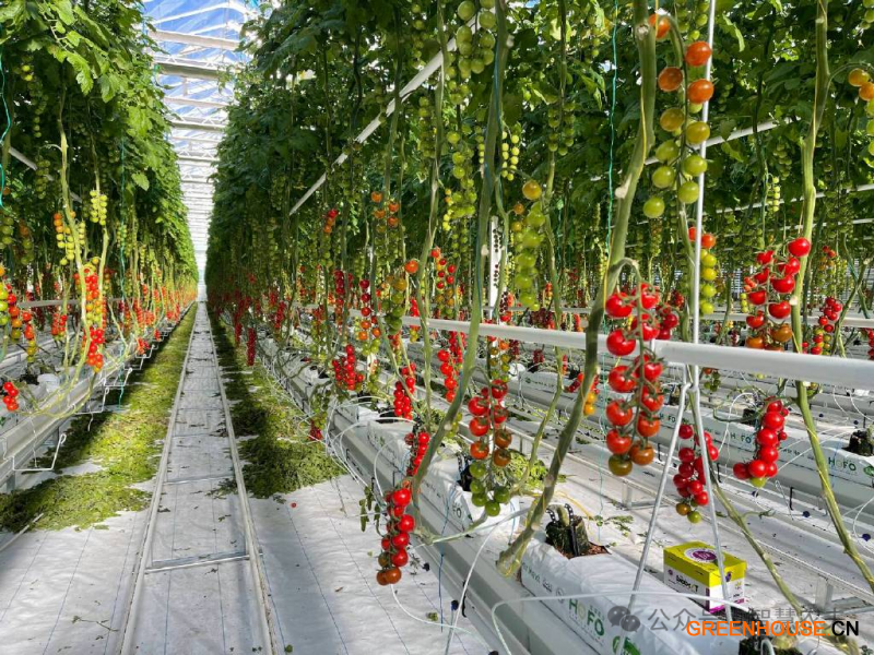 这座智能温室由北京宏福集团投资，建立了这座全国最大的单体智能温室3
