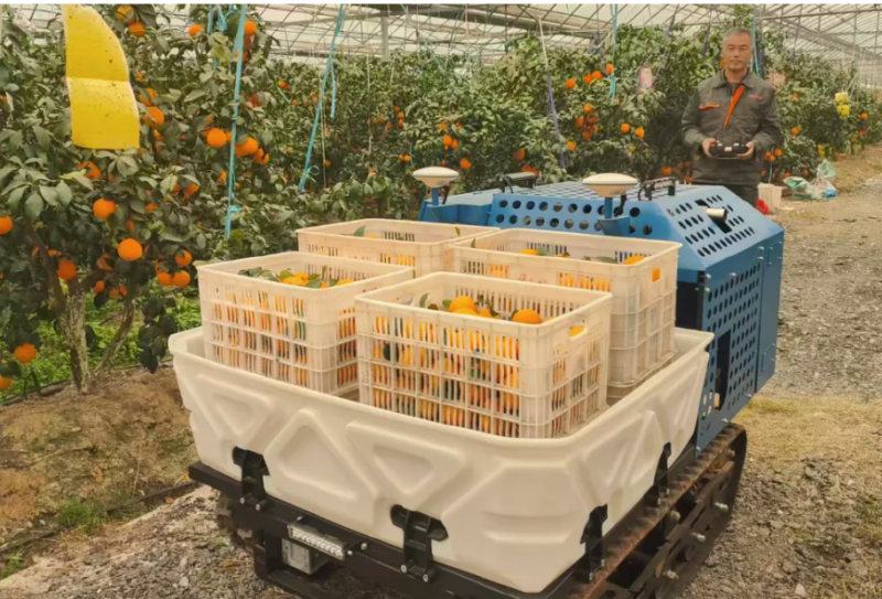 &ldquo;机器人&rdquo;进果园