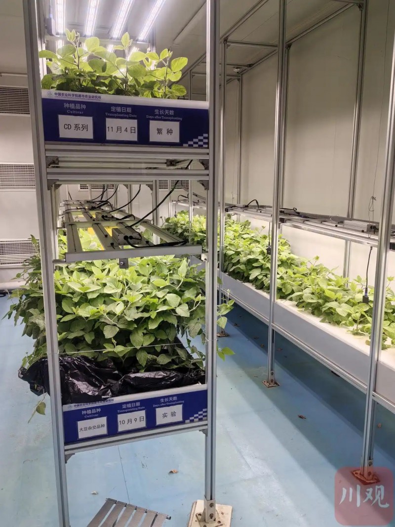 都市所植物工厂1-育种加速器大豆育种快繁加代中试试验