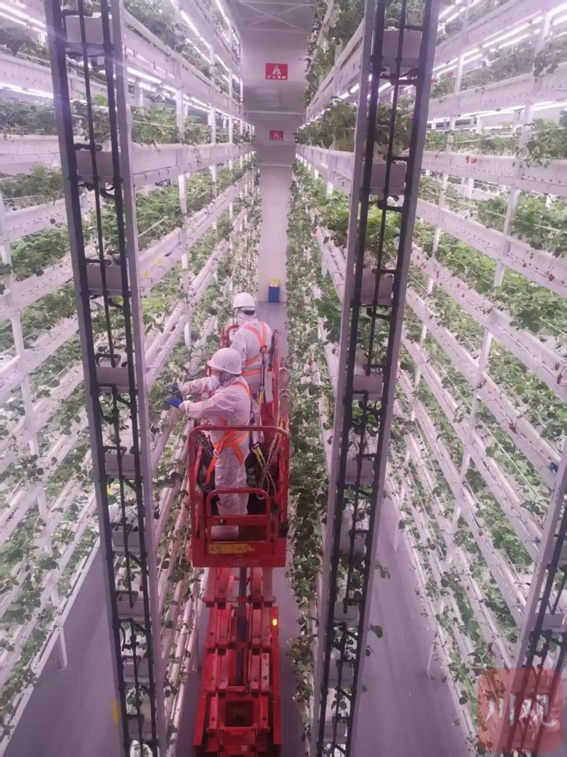 都市所植物工厂3-立体草莓智慧工厂草莓采摘现场