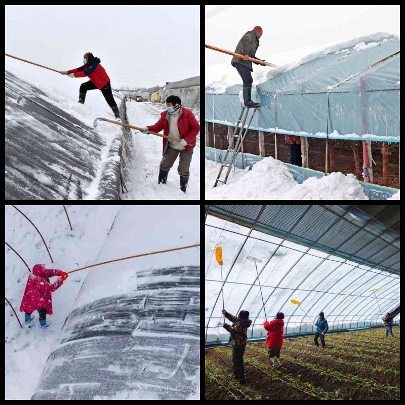 日光温室和大棚清理积雪_副本