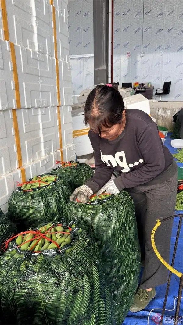 普洱市景东彝族自治县水果蔬菜集配中心2