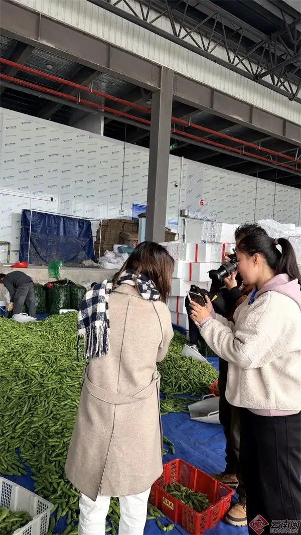 普洱市景东彝族自治县水果蔬菜集配中心3