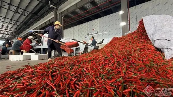 普洱市景东彝族自治县水果蔬菜集配中心5