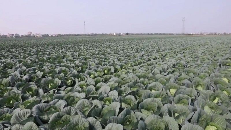 潘家湾镇十里蔬菜长廊种植的甘蓝。新华社记者潘志伟 摄