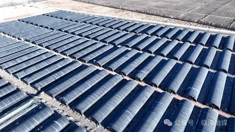 临泽百棚羊肚菌