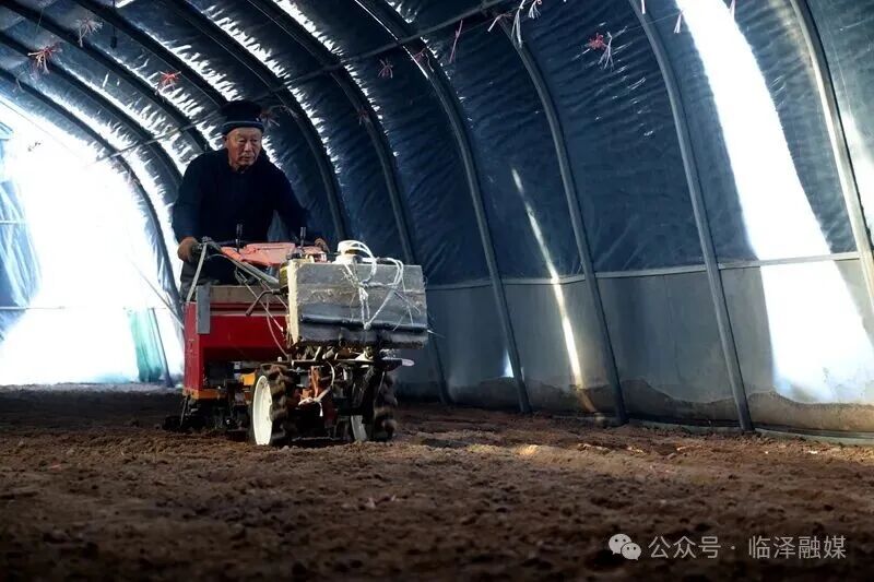 临泽百棚羊肚菌2