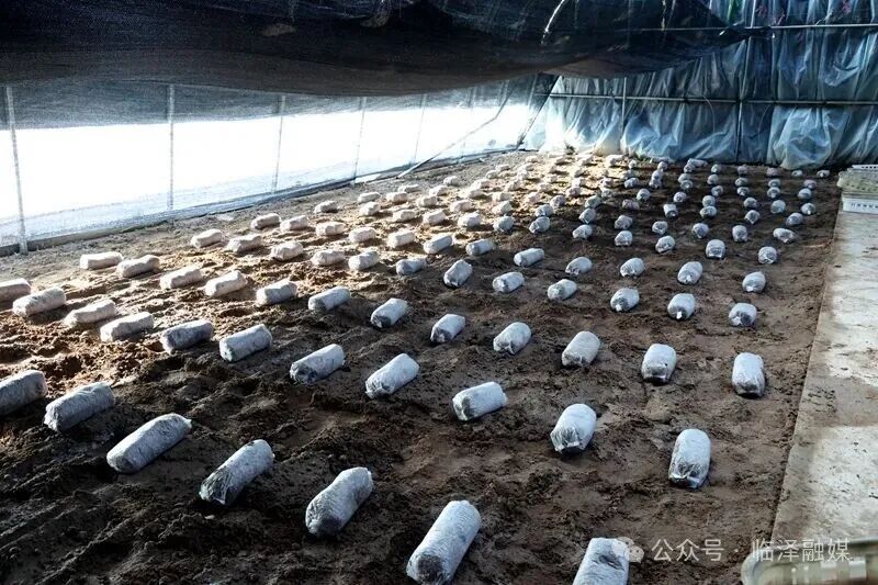 临泽：百棚羊肚菌3