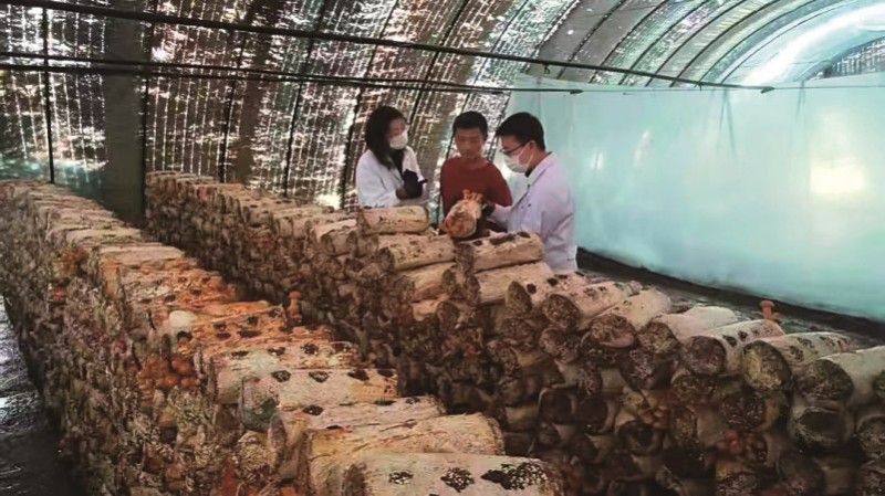 内蒙古大学宁城食用菌科技小院