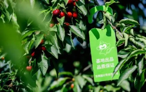 '车厘子自由'，背后革新3