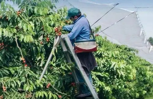 消费者实现'车厘子自由'，背后革新