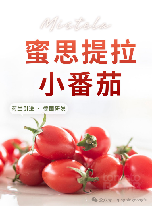 纽内姆蜜思提拉小番茄