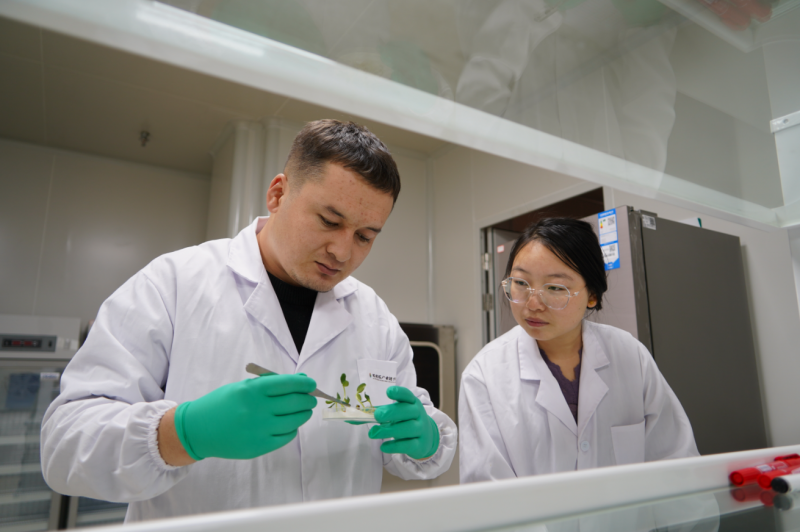 哈密瓜鲜果产业链平台服务中心种质研发中心工作人员正在进行哈密瓜种子活性检测