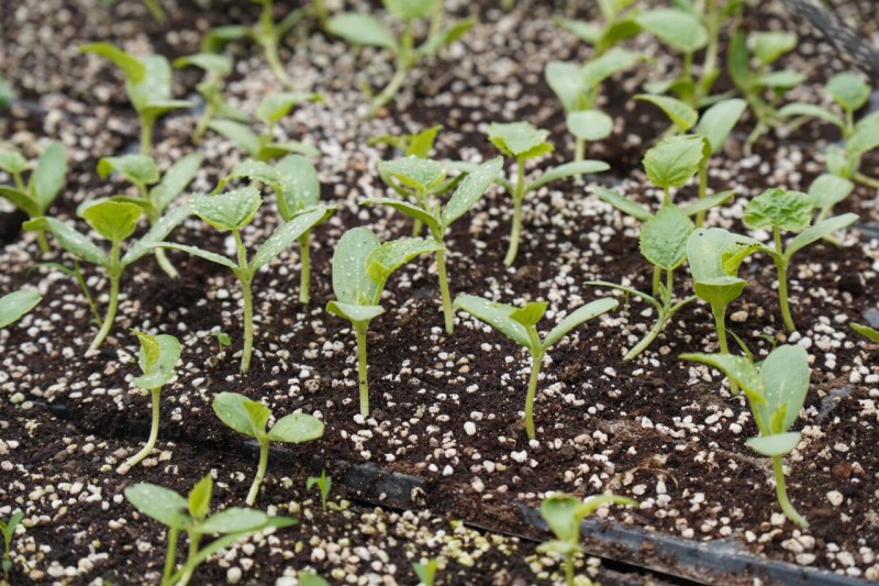 上海嘉定西甜瓜品种筛选已启动