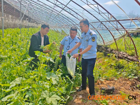 执法人员在蔬菜生产基地开展农产品质量安全监督抽检采样工作
