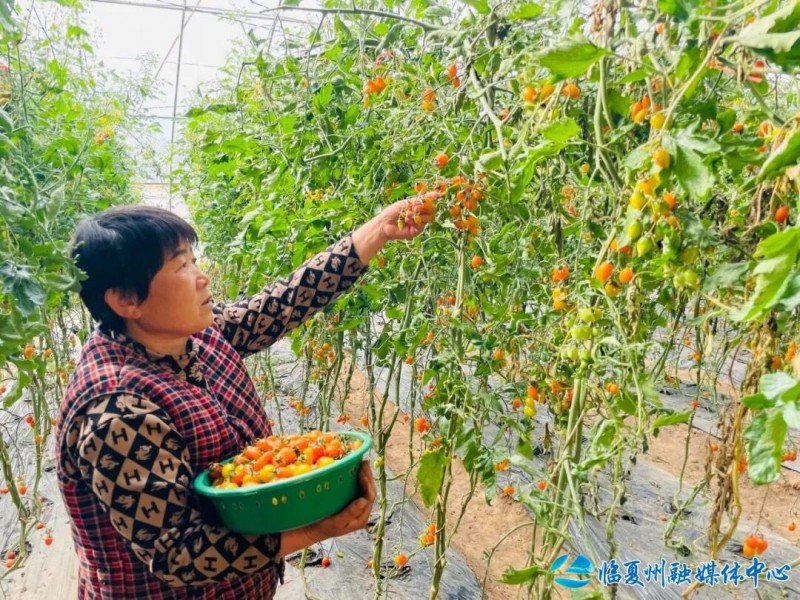 临夏县大力发展蔬菜产业见闻2