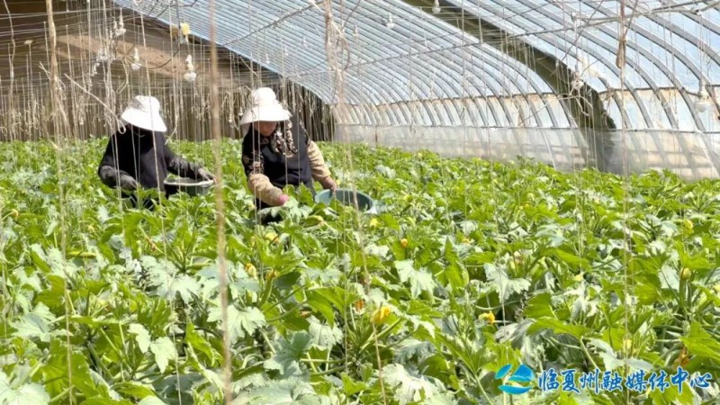 临夏县大力发展蔬菜产业见闻3