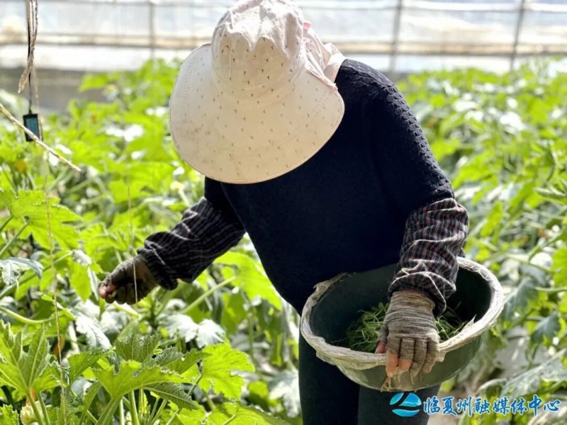 临夏县大力发展蔬菜产业见闻4