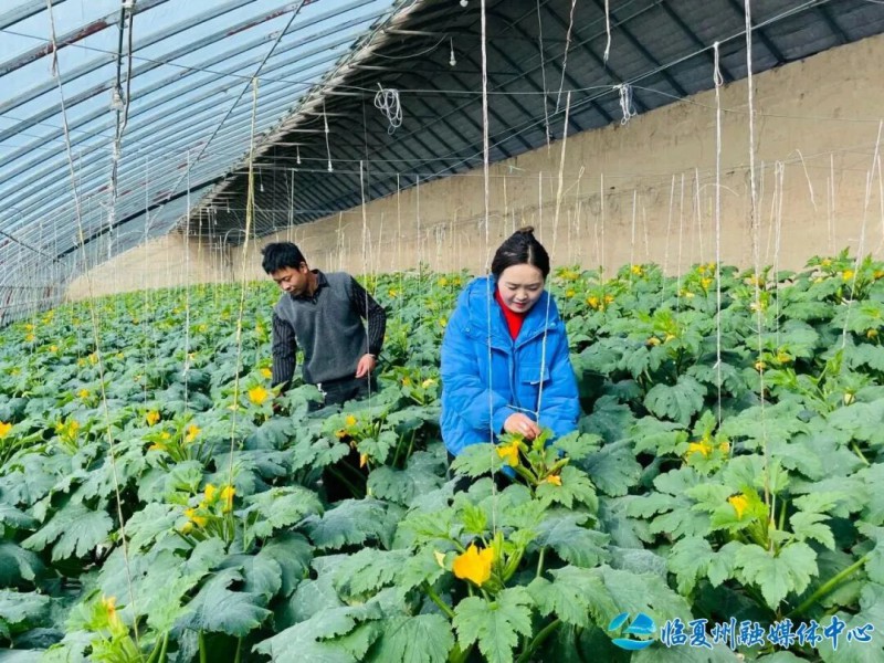 临夏县大力发展蔬菜产业见闻5