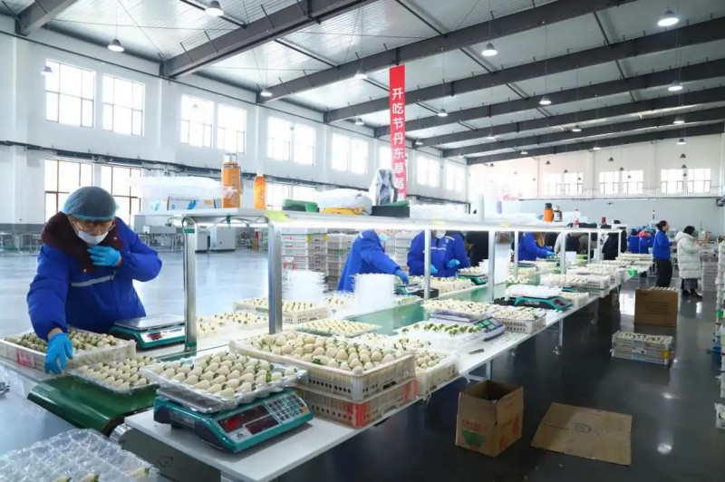 草莓包装现场（央广网发 李伟 摄）