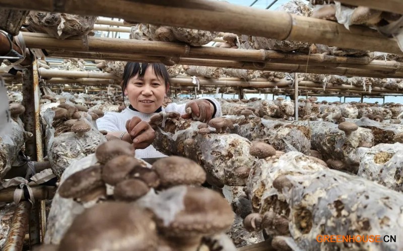 瑞昌市霖创种养殖专业合作社的工作人员采摘香菇