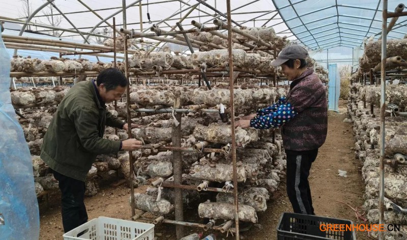 瑞昌市霖创种养殖专业合作社的工作人员采摘香菇2