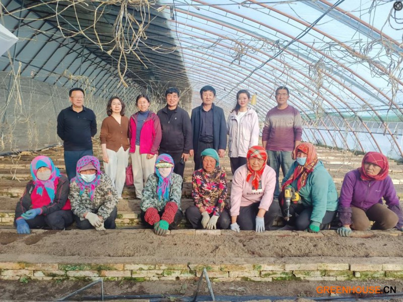 口感番茄进军敦煌果蔬市场1