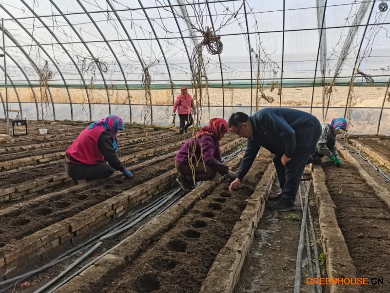 口感番茄进军敦煌果蔬市场2