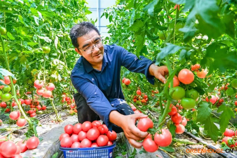 口感番茄进军敦煌果蔬市场3