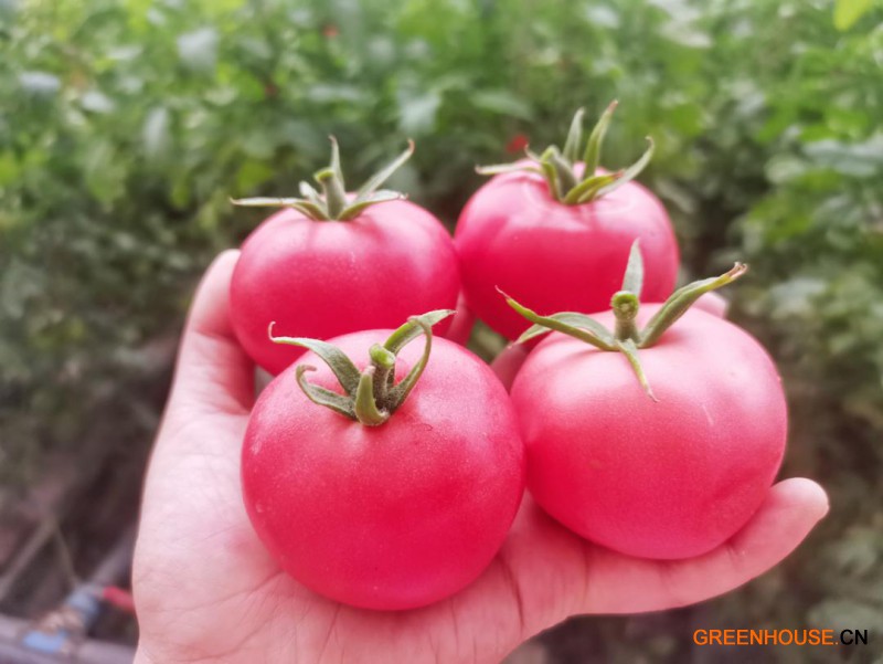 口感番茄进军敦煌果蔬市场4