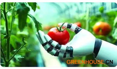 番茄采摘机器人