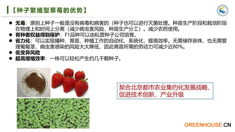 种子繁殖型草莓的优势